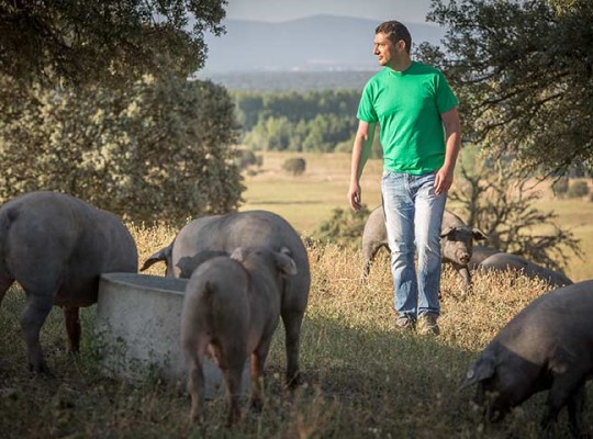 Porc Ibérique - Transgourmet Origine