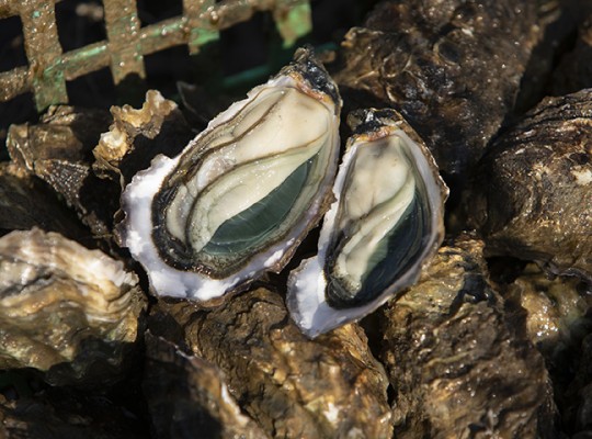 Huîtres fines de claires IGP de Marennes-Oléron - Transgourmet Origine