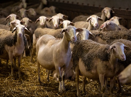 Roquefort de la famille Coulet - Transgourmet Origine