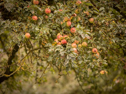 Cidre de Bretagne bio IGP - Transgourmet Origine