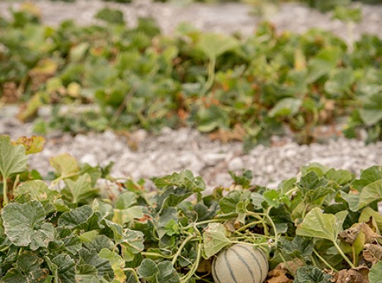 Melon Charentais IGP du Haut Poitou - Transgourmet Origine