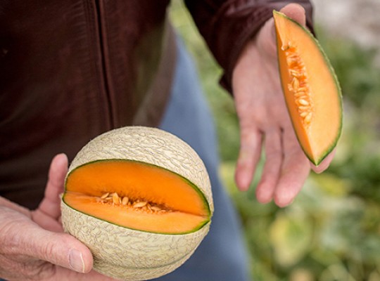Melon Charentais IGP du Haut Poitou - Transgourmet Origine