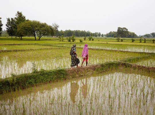 Riz bio du Nord de l'Inde - Transgourmet Origine