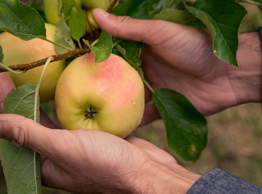 Pomme Golden Delicious rosée des Alpes - Transgourmet Origine