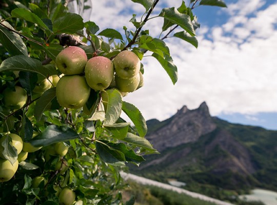 Pomme Golden Delicious rosée des Alpes - Transgourmet Origine