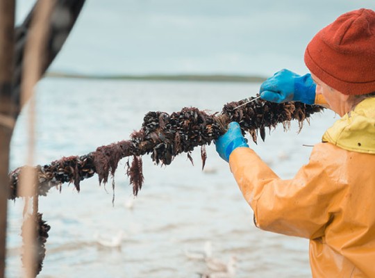 Moules bio d'Irlande de la famille Mulloy - Transgourmet Origine