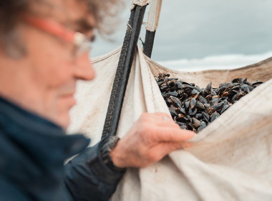 Moules bio d'Irlande de la famille Mulloy - Transgourmet Origine