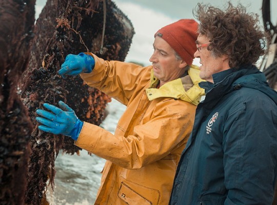 Moules bio d'Irlande de la famille Mulloy - Transgourmet Origine