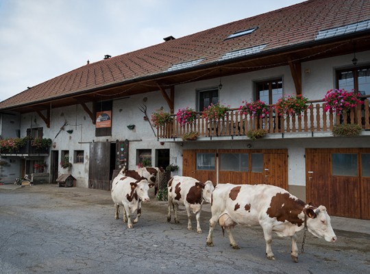 Reblochon AOP de Savoie - Transgourmet Origine