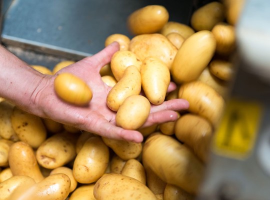 Pommes de terre grenaille de l'Essonne - Transgourmet Origine