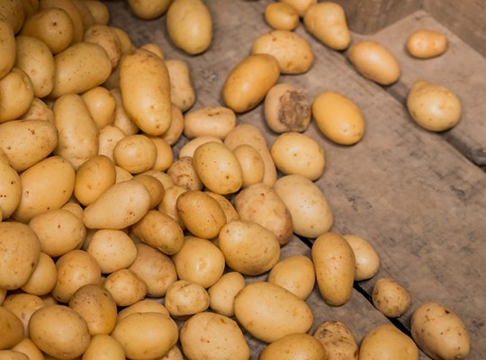 Pommes de terre grenaille de l'Essonne - Transgourmet Origine