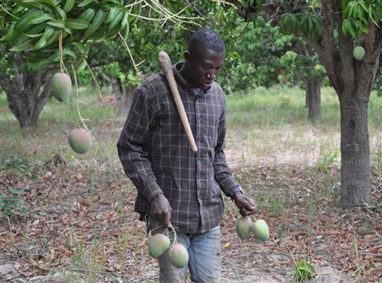 Mangue du Kénédougou - Transgourmet Origine