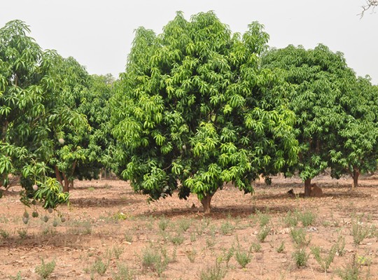 Mangue du Kénédougou - Transgourmet Origine