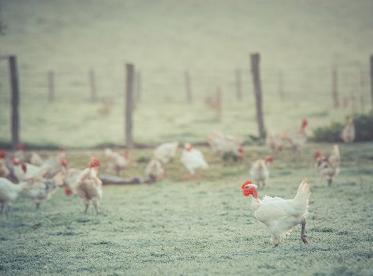 Poulet fermier Prince de Bourgogne IGP Label Rouge - Transgourmet Origine