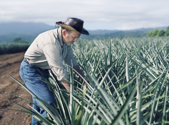 Ananas du Costa Rica - Transgourmet Origine