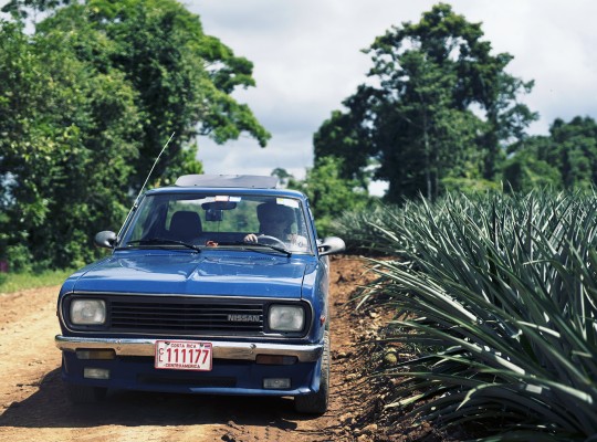 Ananas du Costa Rica - Transgourmet Origine