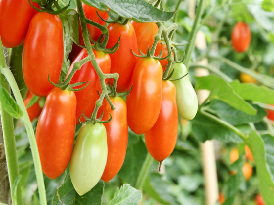 Le retour de la tomate locale de plein champ !