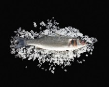 La marée - Transgourmet, grossiste poissons