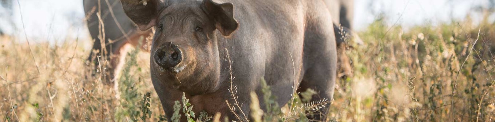 PORC IBÉRIQUE PORC IBÉRIQUE