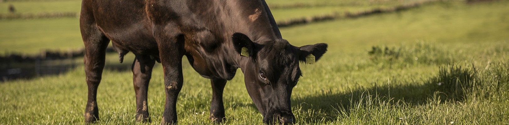 ABERDEEN ANGUS DE LA RÉGION DE L’ABERDEENSHIRE ET DES HIGHLANDS