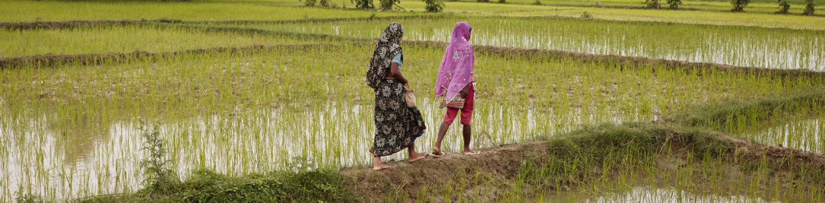 RIZ BIO DU NORD DE L'INDE RIZ BIO DU NORD DE L'INDE