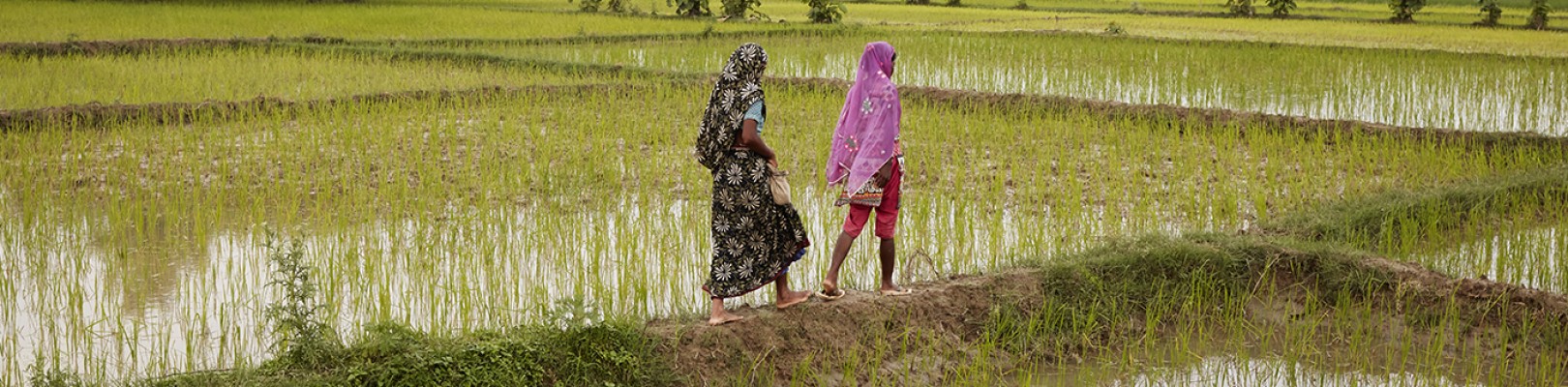 RIZ BIO DU NORD DE L'INDE