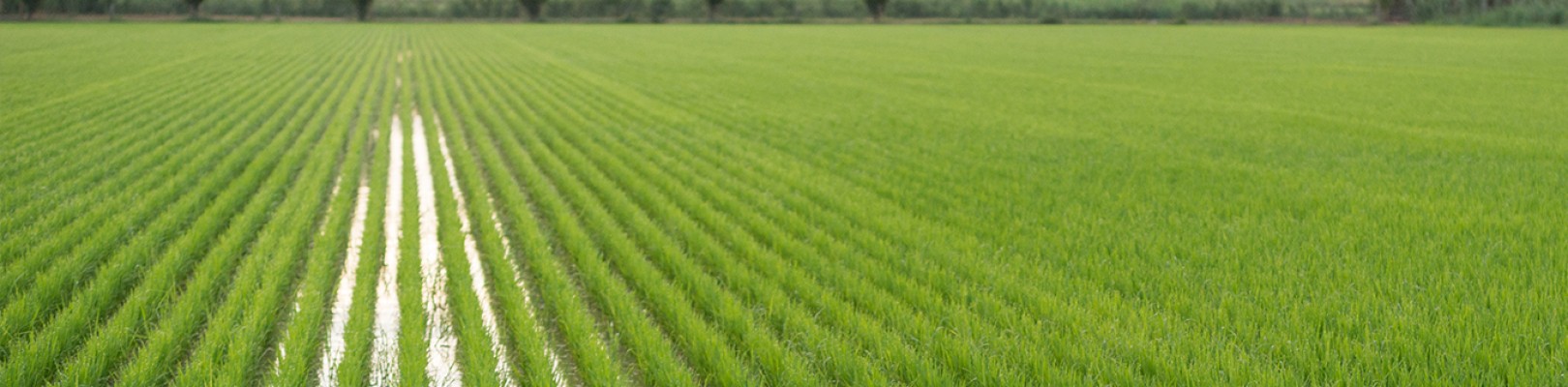 RIZ BIO DE CAMARGUE